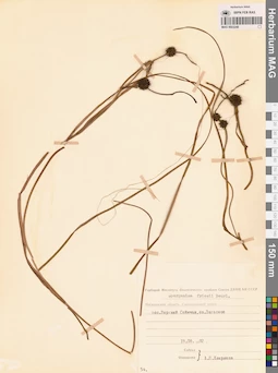 MAG 0003248