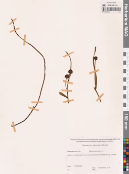 MAG 0003251