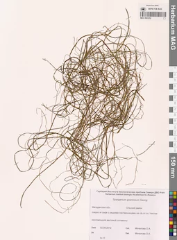 MAG 0003252