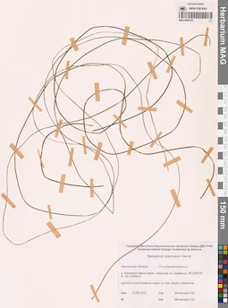 MAG 0003255
