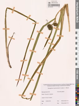 MAG 0003265