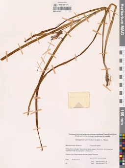 MAG 0003267