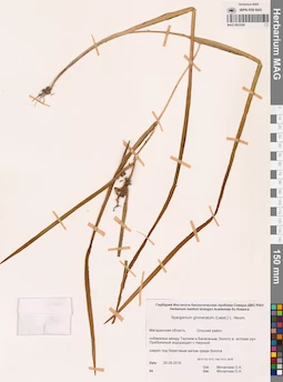 MAG 0003269