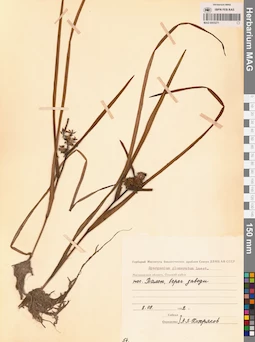 MAG 0003271