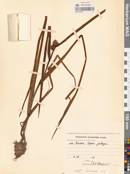MAG 0003273