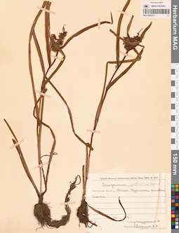 MAG 0003274