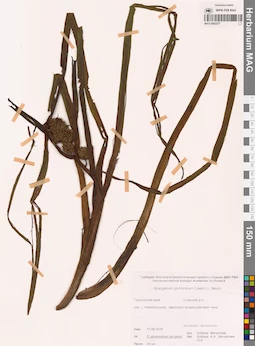 MAG 0003277