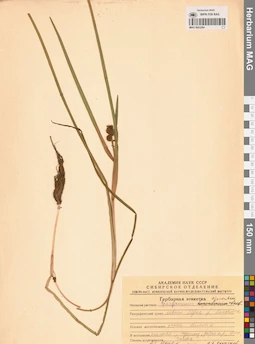 MAG 0003284