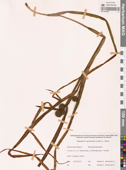 MAG 0003289