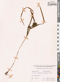 MAG 0003290
