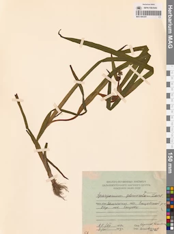 MAG 0003291