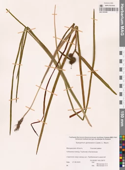 MAG 0005486
