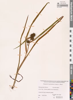 MAG 0005490
