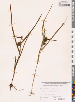 MAG 0005492