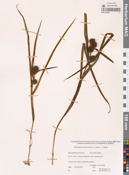 MAG 0005493