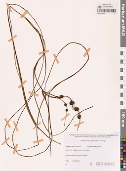 MAG 0022602