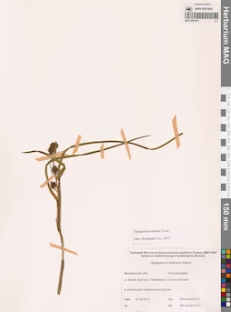 MAG 0003341