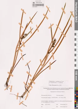 MAG 0003351