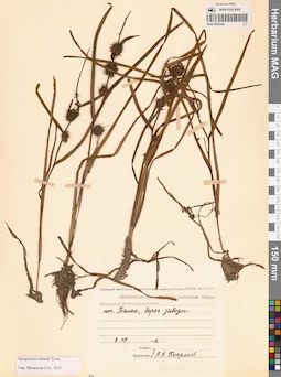 MAG 0003356