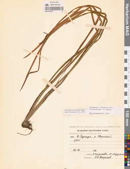 MAG 0003366