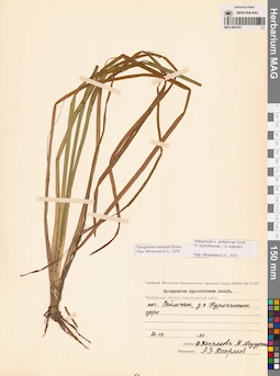 MAG 0003367