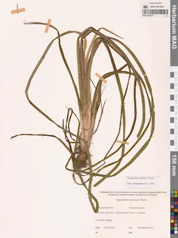 MAG 0003374