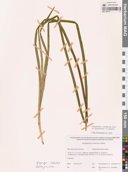 MAG 0003379