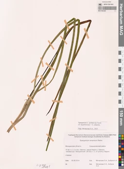 MAG 0003380
