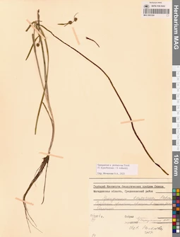 MAG 0003384