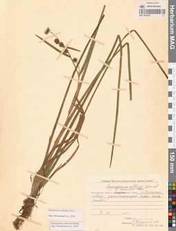 MAG 0003385