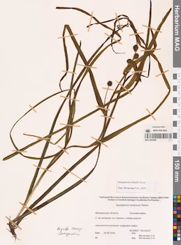 MAG 0005489