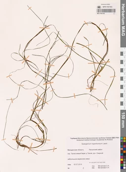 MAG 0001452