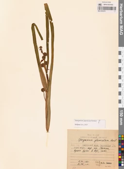 MAG 0003276