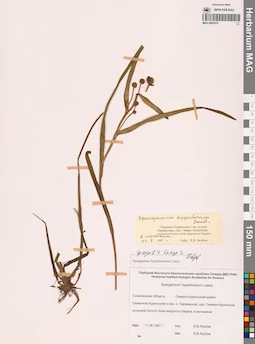 MAG 0003419