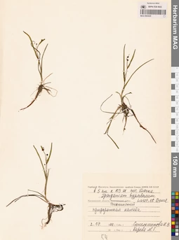 MAG 0003435
