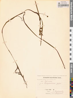 MAG 0003438
