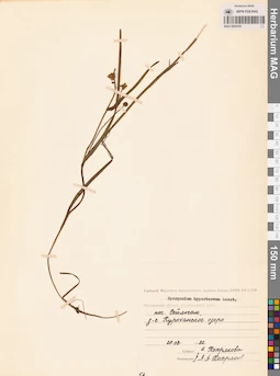 MAG 0003439