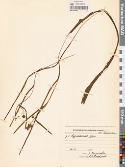 MAG 0003440