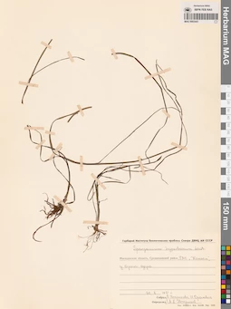 MAG 0003441
