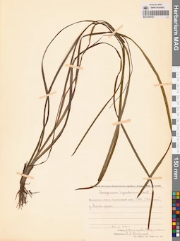 MAG 0003443