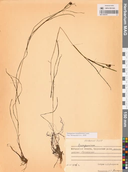 MAG 0003445