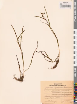 MAG 0003447