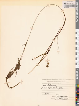 MAG 0003449