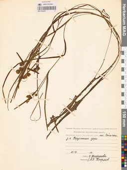 MAG 0003452