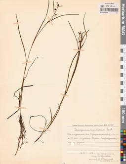 MAG 0003454