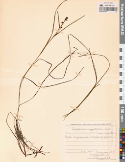 MAG 0003455