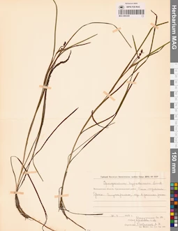 MAG 0003459