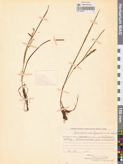 MAG 0003463