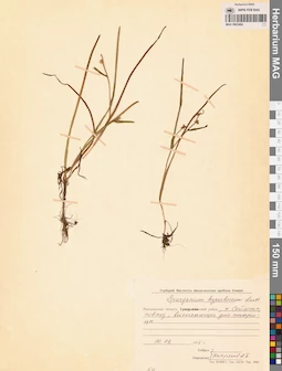 MAG 0003464
