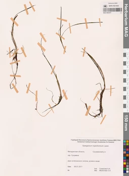 MAG 0003477